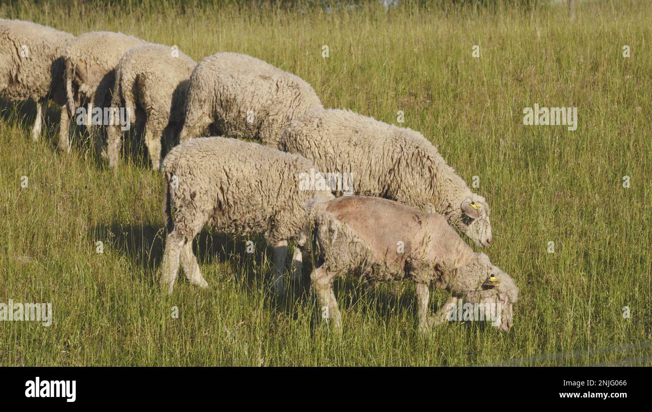 Piccoli agnelli pascolano nel prato Foto Stock