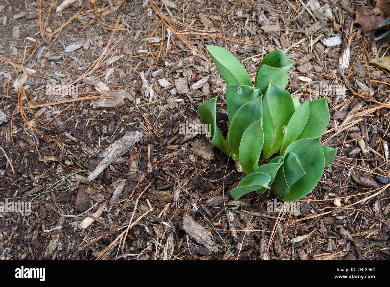 Foglie di tulipano che spuntano attraverso il pacciame in un piccolo giardino del New England durante l'inverno. È un primo segno di primavera. Foto Stock