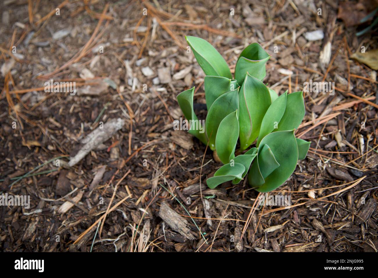 Foglie di tulipano che spuntano attraverso il pacciame in un piccolo giardino del New England durante l'inverno. È un primo segno di primavera. (Profondità di campo più bassa). Foto Stock
