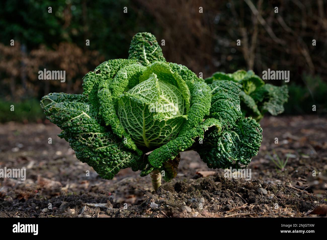 un unico cavolo savoia in un campo nel mese di febbraio Foto Stock