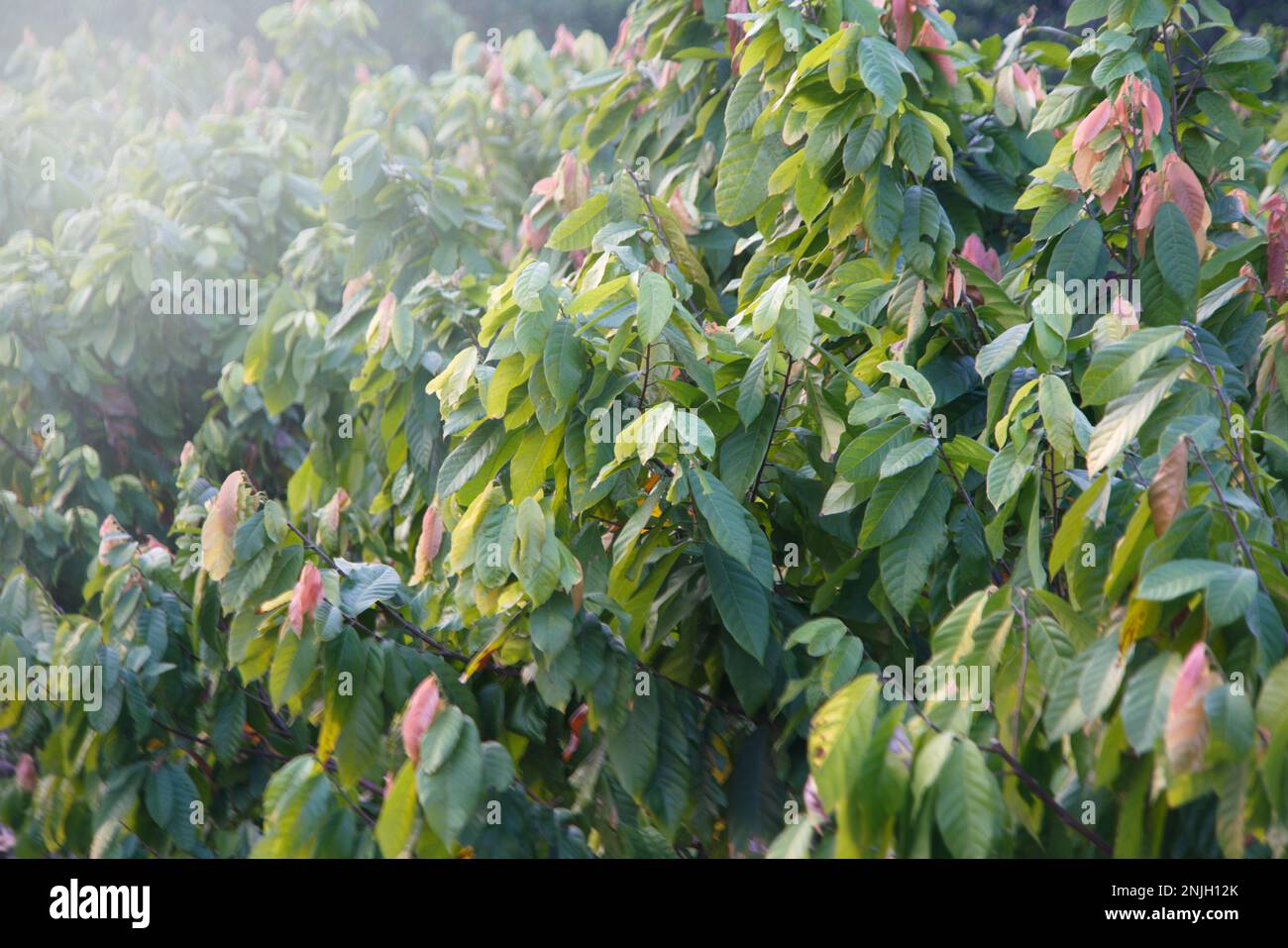 Piante di cacao in natura sfondo. Foto Stock