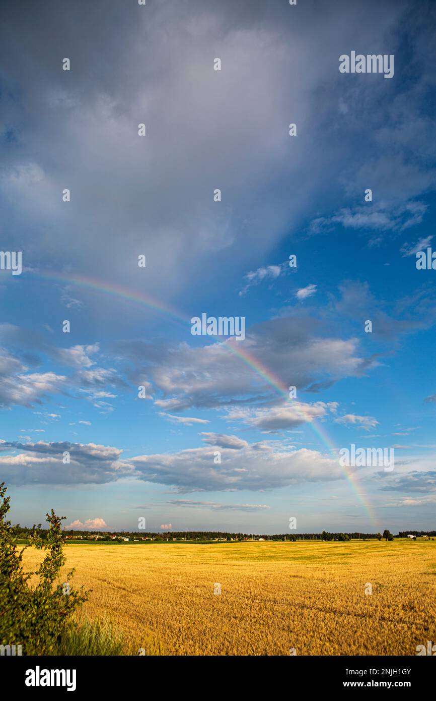 Arcobaleno nel cielo sopra il campo di segale nella regione di Kiev, Ucraina in un giorno di sole metà estate nel 2018 Foto Stock