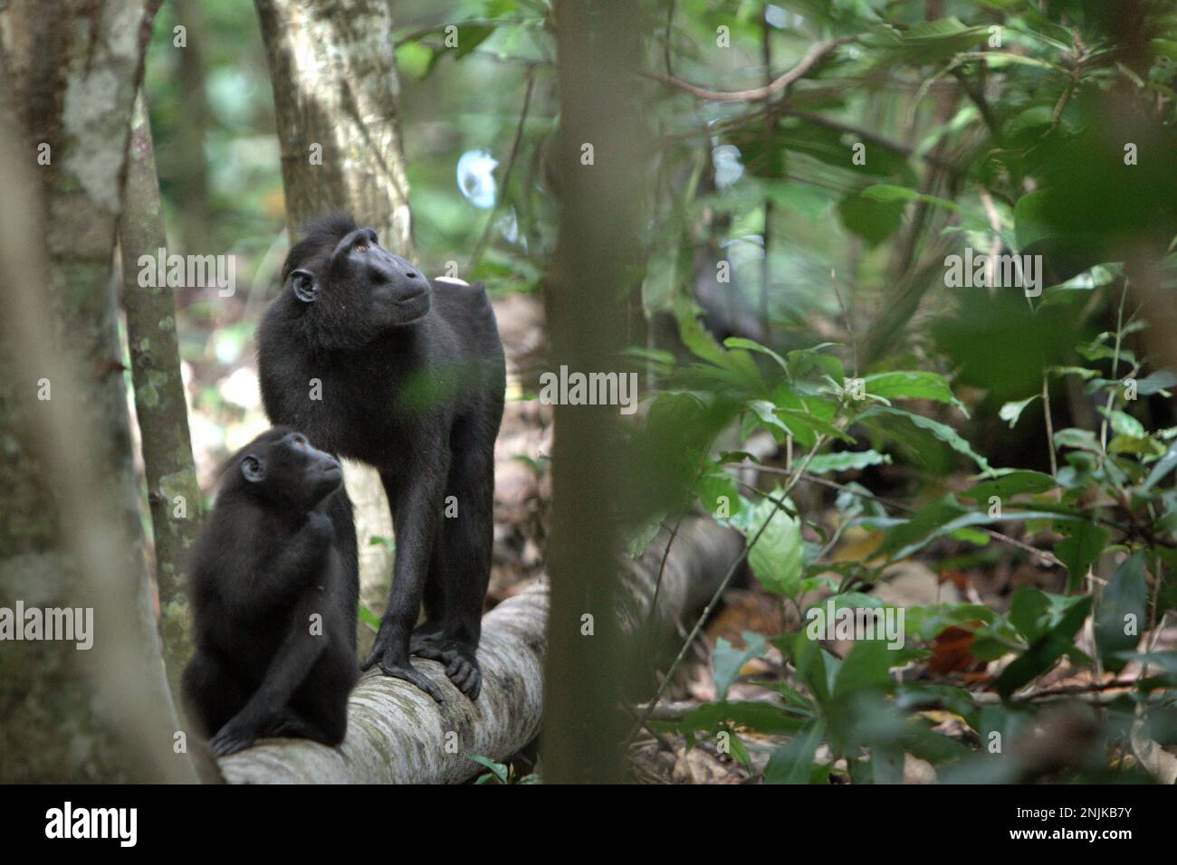 I macachi neri di Sulawesi (Macaca nigra) osservano in su mentre stanno foraging nella riserva naturale di Tangkoko, Sulawesi del nord, Indonesia. "Ci sono prove in rapida crescita per gli effetti negativi delle alte temperature sul comportamento, la fisiologia, l'allevamento e la sopravvivenza di varie specie di uccelli, mammiferi e rettili in tutto il mondo", ha detto il dottor Nicholas Pattinson, uno scienziato dell'Università di Città del Capo. Foto Stock