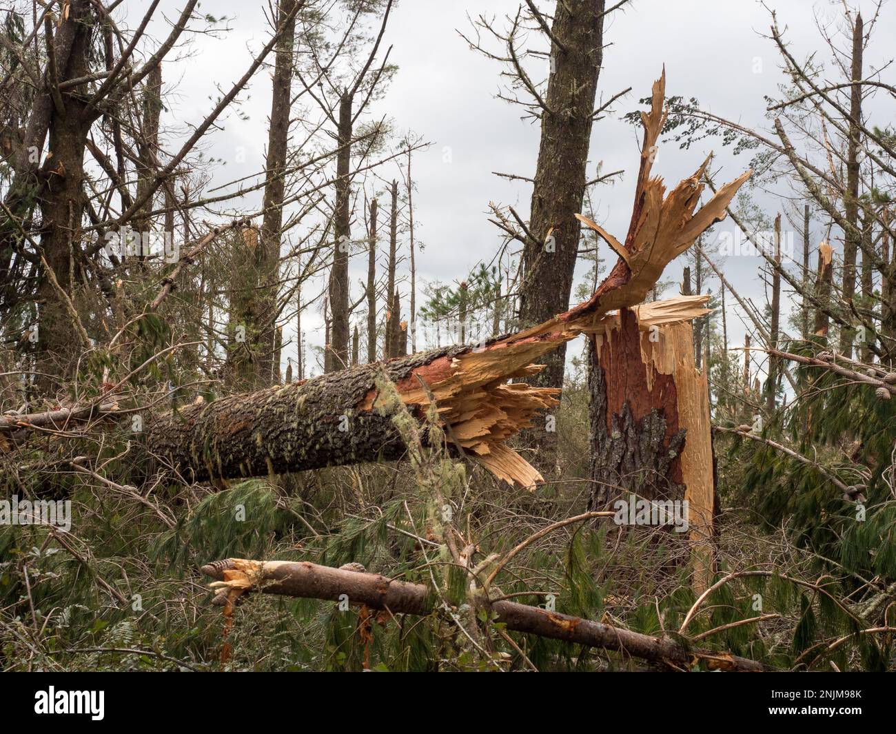 Una vista ravvicinata di un tronco di pino strappato in una piantagione di foresta dopo la tempesta ciclone Gabrielle.Almost ogni albero è stato strappato da forti venti alti Foto Stock