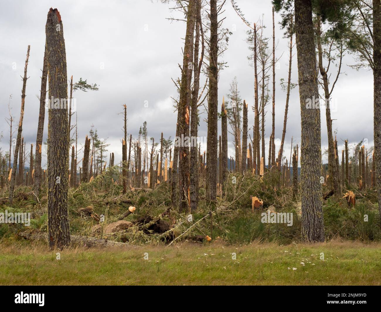 Una vista di una pineta dopo la tempesta ciclone Gabrielle.Almost ogni albero è stato strappato da forte vento alto.scena apocalyptic. Foto Stock