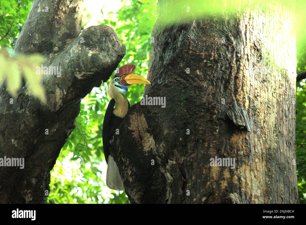 Un individuo maschio di hornbill knobbed, o a volte denominato Sulawesi hornbill rugged (Rhyticeros cassidix), è fotografato mentre sta sormontando su un albero nella riserva naturale di Tangkoko, Sulawesi del nord, Indonesia. A causa della loro dipendenza su foresta e certi tipi di alberi, hornbill in generale sono minacciati da cambiamento di clima.  'ci è prova rapidamente crescente per gli effetti negativi di alte temperature sul comportamento, fisiologia, allevamento, e sopravvivenza di uccello vario, mammifero, E specie rettili in tutto il mondo", ha detto il dottor Nicholas Pattinson (Università di Città del Capo). Foto Stock