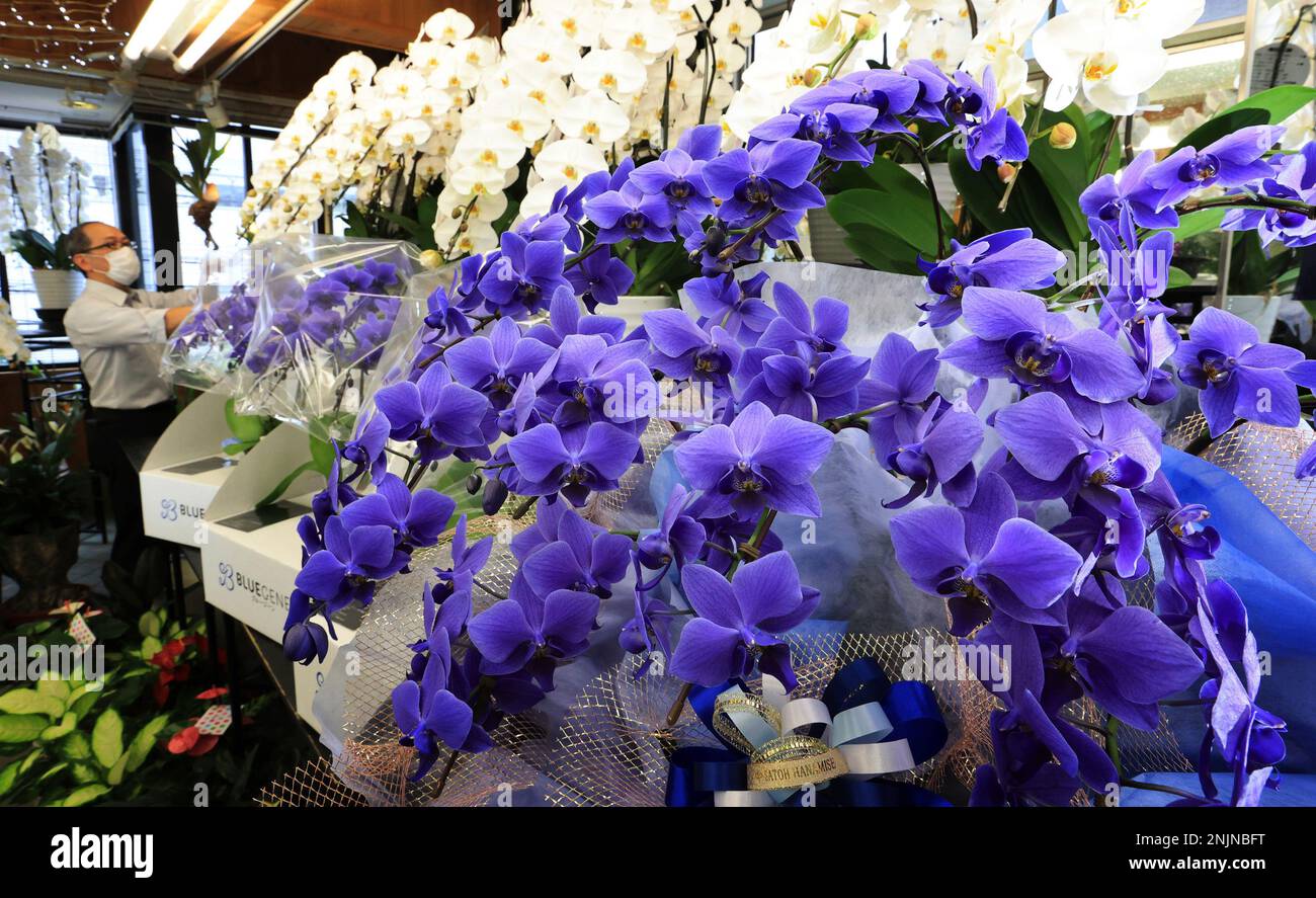 Blue Phalaenopsis Aphrodite, normally a white flower is shown at a flower company in Osaka City, Osaka Prefecture on July 25, 2022. The phalaenopsis orchid is adapted by the artificial recombination of genes from a blue Asiatic dayflower. ( The Yomiuri Shimbun via AP Images ) Foto Stock