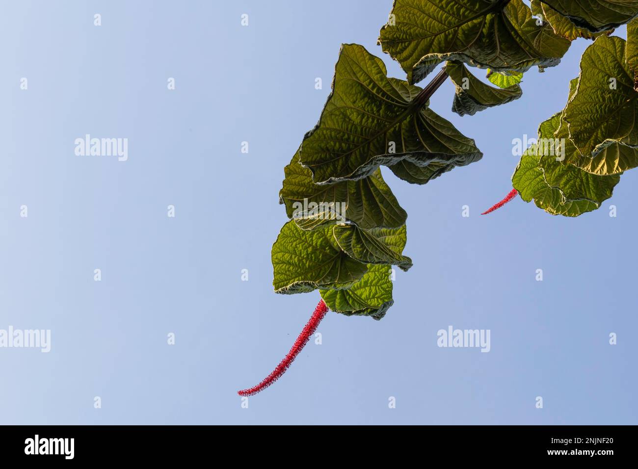 Pianta ombrello di Eve, Coccoloba pubescens con fiori rossi foglia verde. Sfondo cielo con largeleaf o uva di montagna Foto Stock