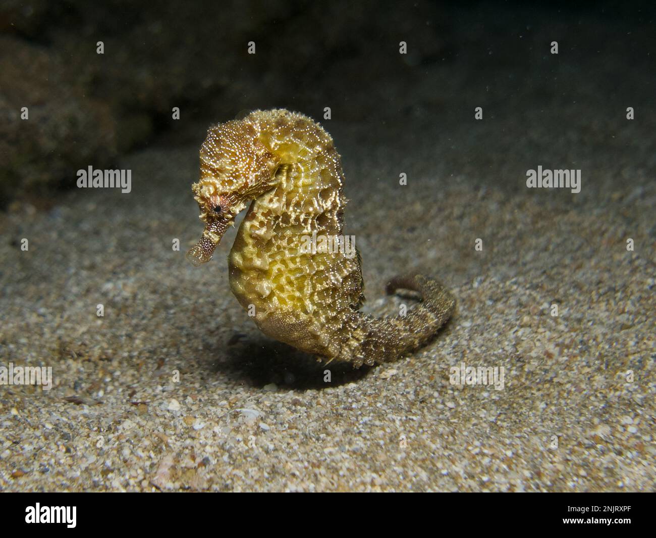 Cavallo di mare Hippocampus fuscus da Cipro Foto Stock