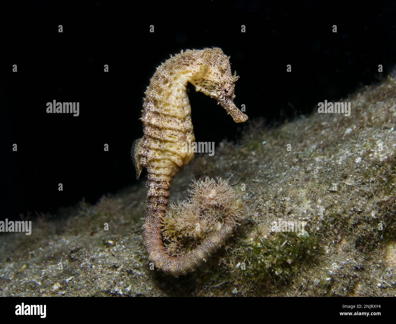 Cavallo di mare Hippocampus fuscus da Cipro Foto Stock