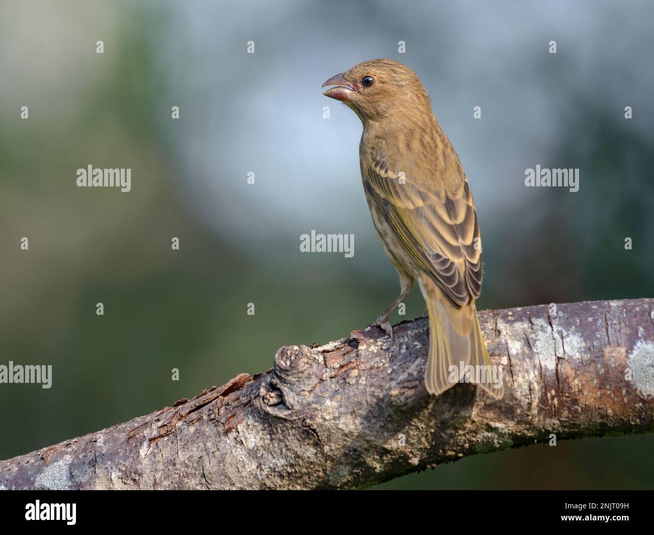 Rosefinch comune femminile (Carpodacus erythrinus) arroccato nella luce del mattino su un ramo spesso Foto Stock