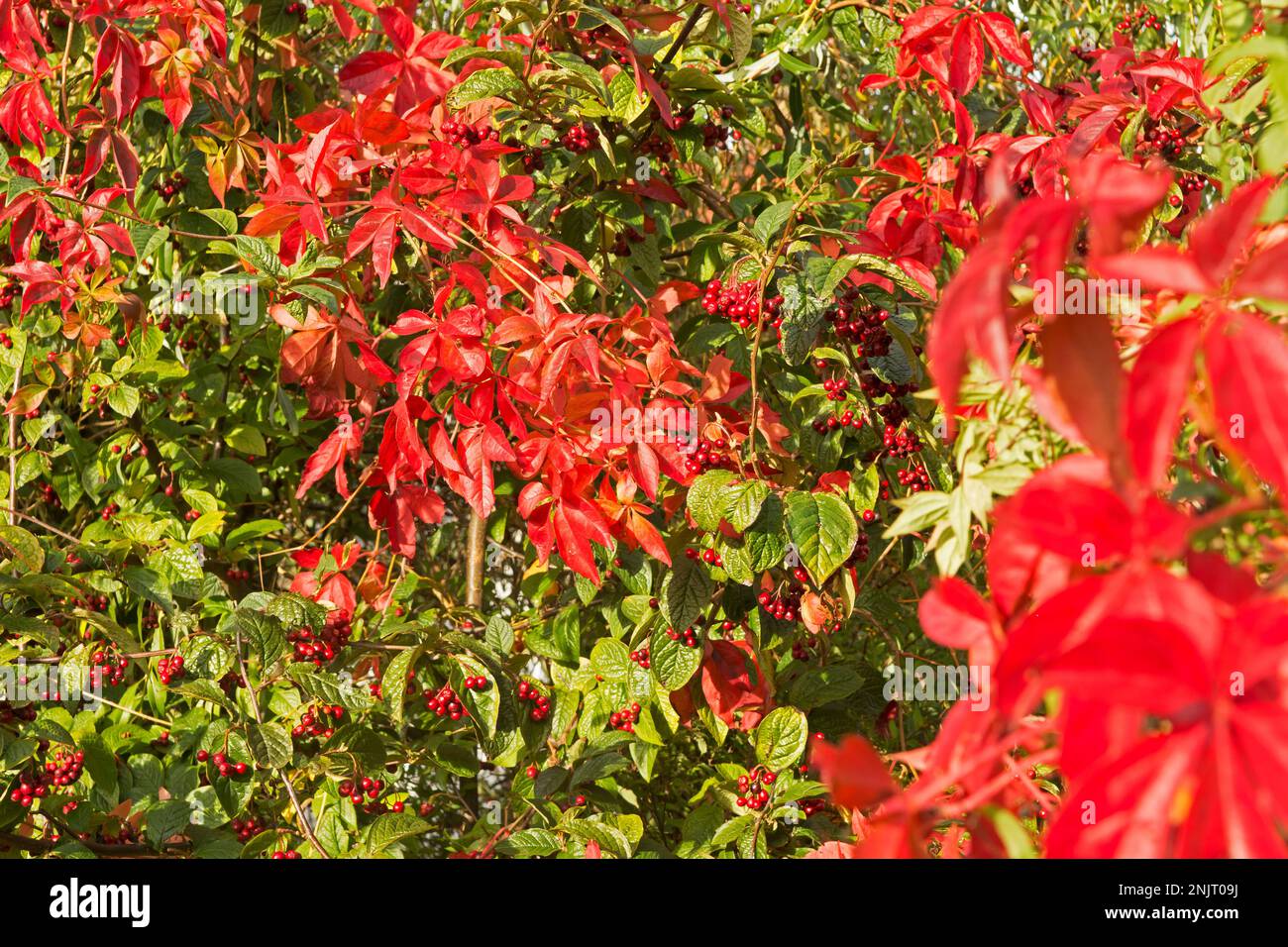 Arbusto di Cotoneaster bullatus con frutti di bosco rossi Foto Stock