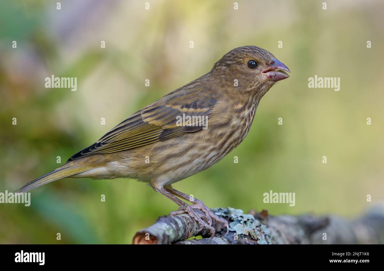 Rosefinch giovane comune (Carpodacus erythrinus) arroccato in ombra a distanza ravvicinata Foto Stock