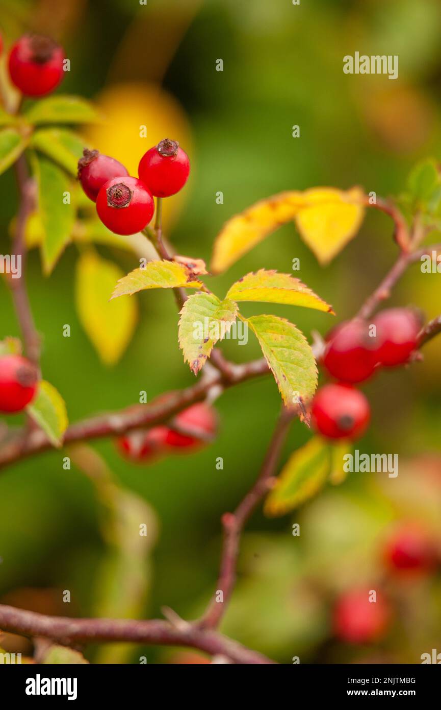 Roise HIPS, la riserva naturale di Embleton Quarry, Northumberland Foto Stock