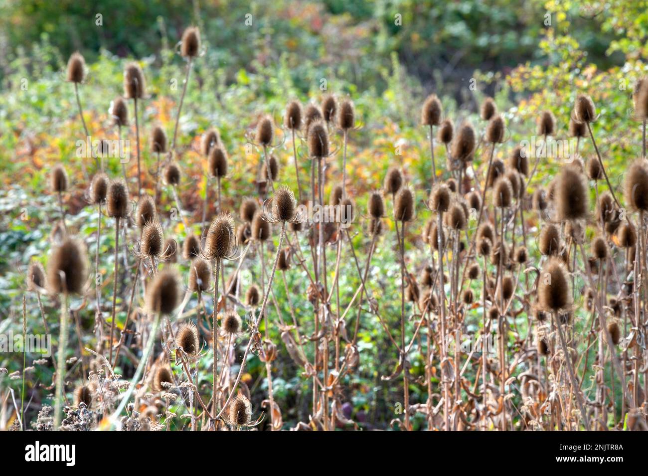 Il tè cresce alla riserva naturale di Embleton Quarry, Northumberland Foto Stock