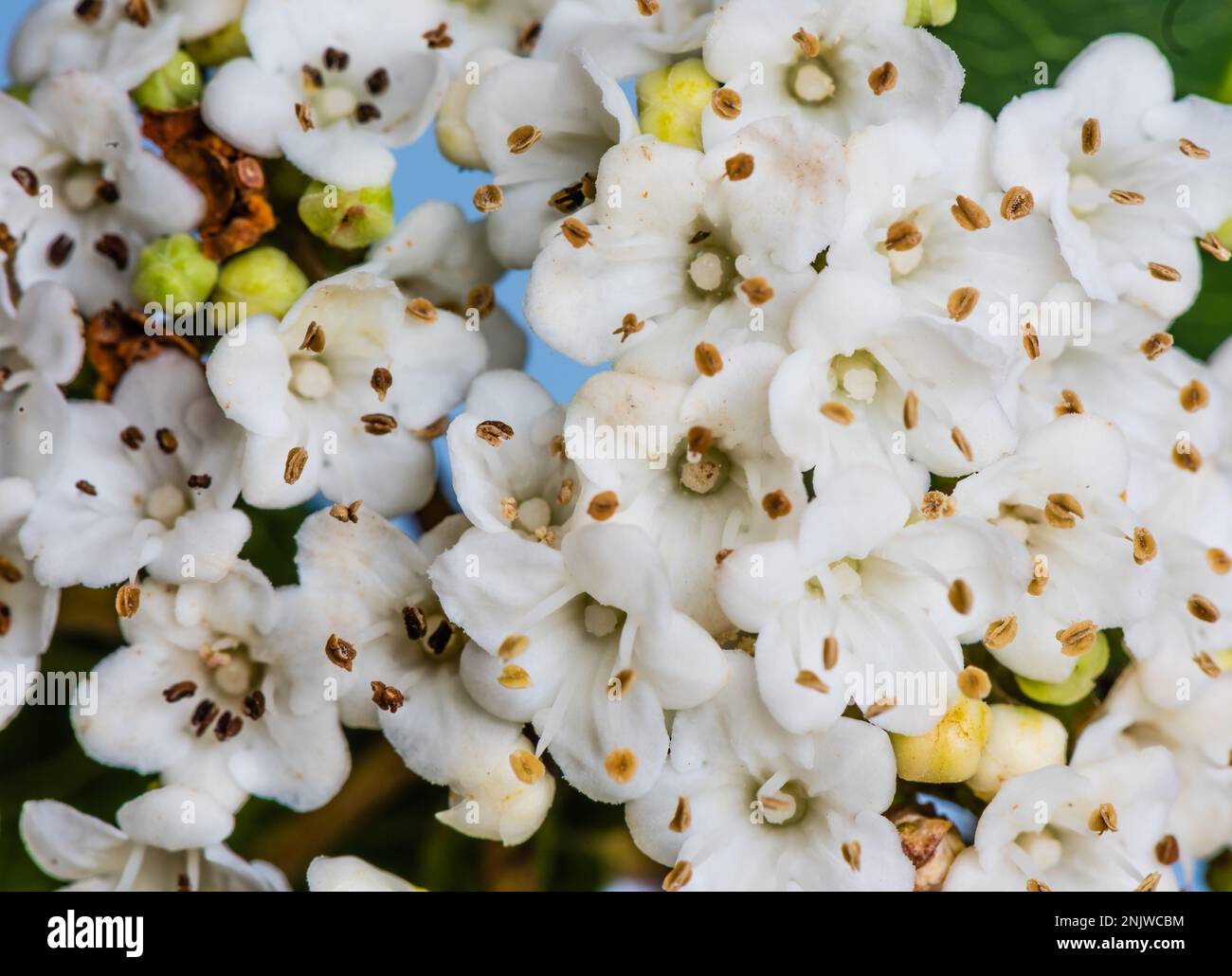 Micro shot di un fiore di tinus di Viburnum o Laurustinus.counry Foto Stock