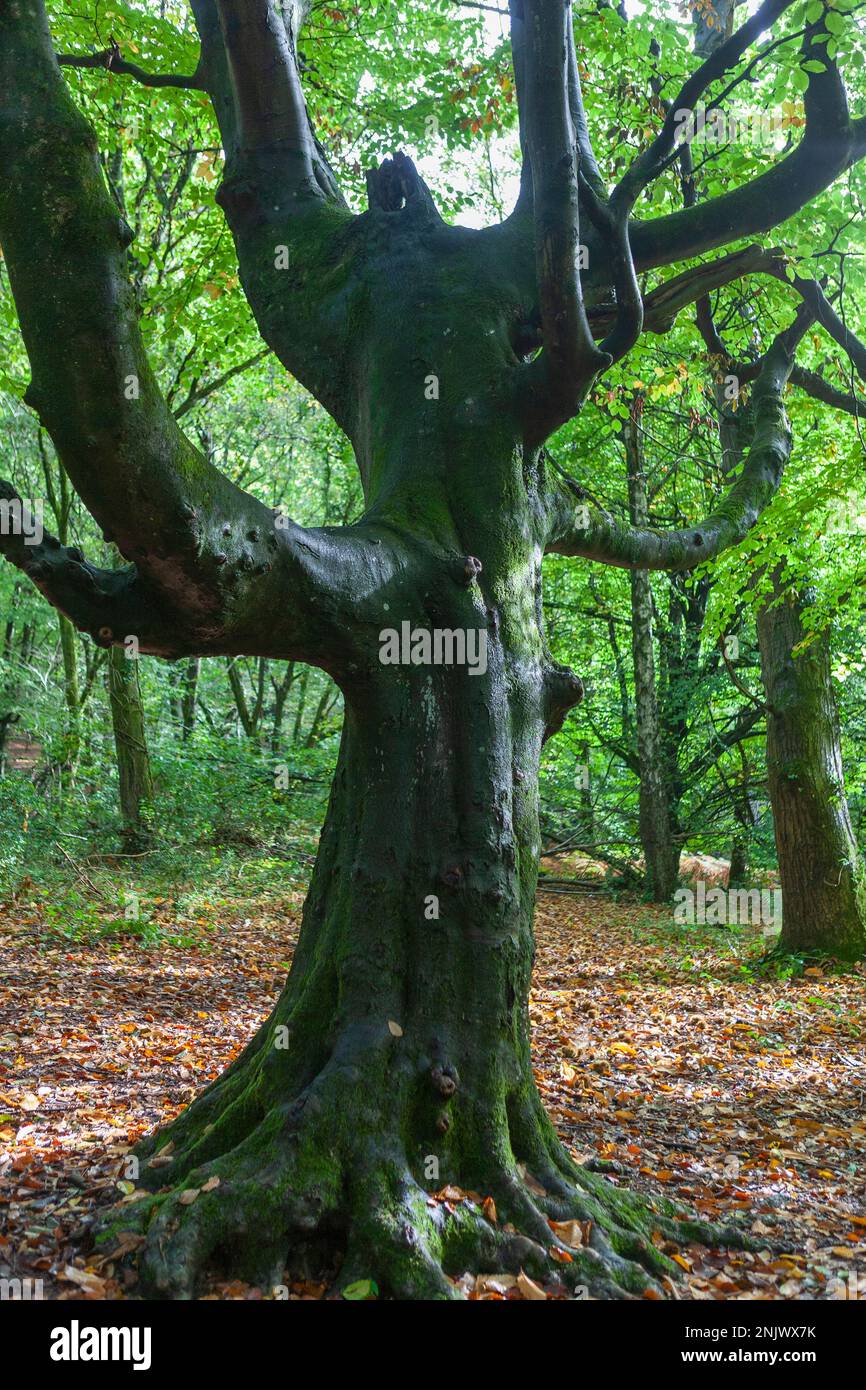 Venerabile faggio (Fagus sylvatica) nella Foresta di Bere, Hampshire, Regno Unito Foto Stock