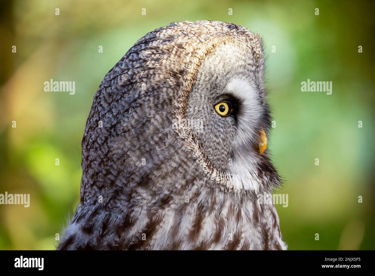 Grande gufo grigio (Strix nebutilosa), noto anche come gufo grigio grande Foto Stock
