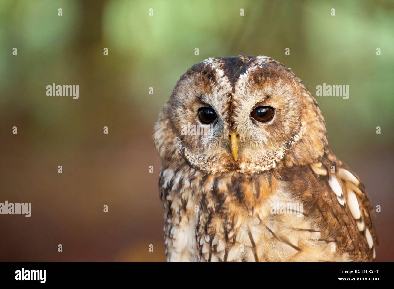 Gufo bruno (Strix aluco), chiamato anche gufo bruno Foto Stock