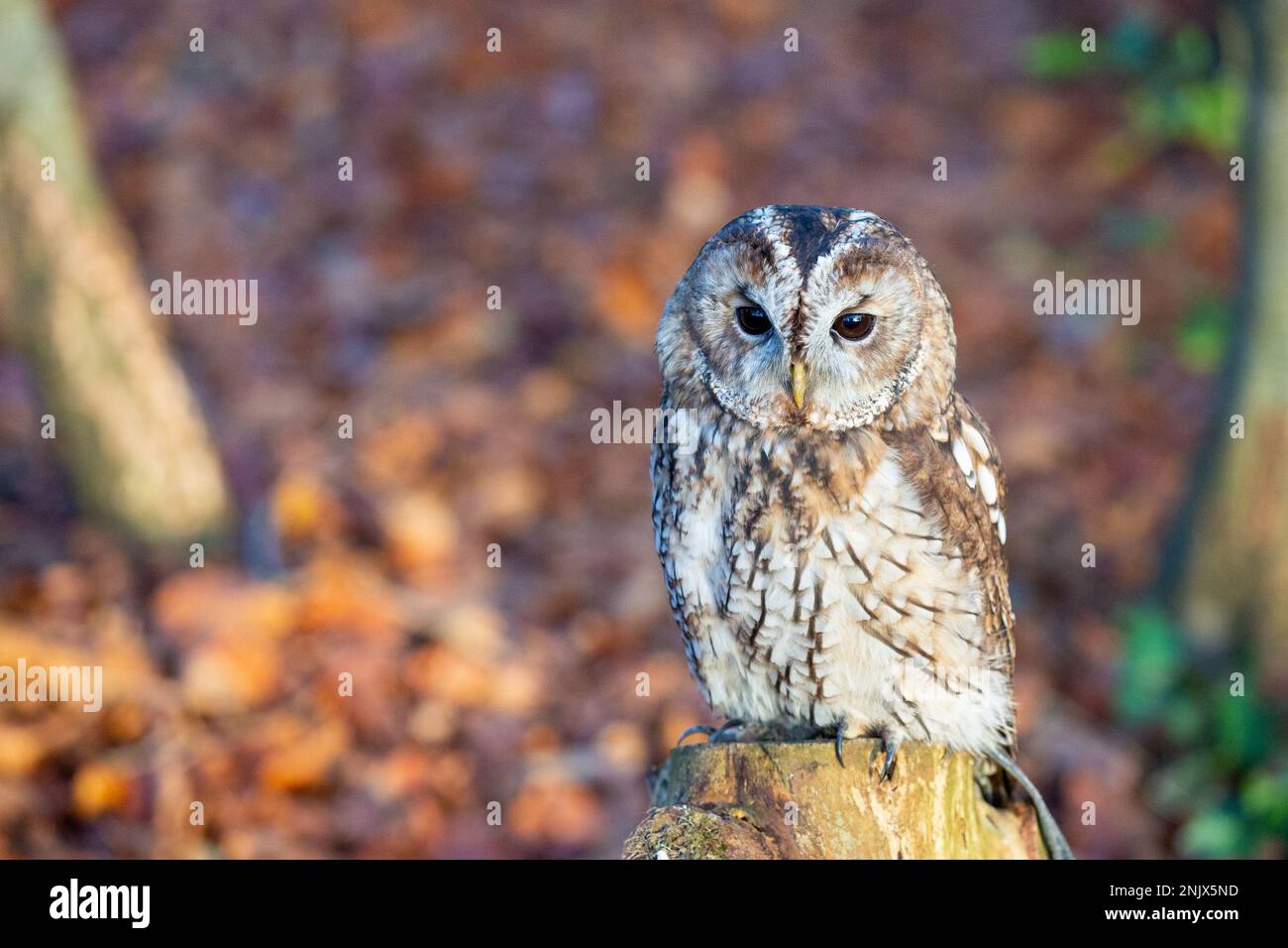 Gufo bruno (Strix aluco), chiamato anche gufo bruno Foto Stock