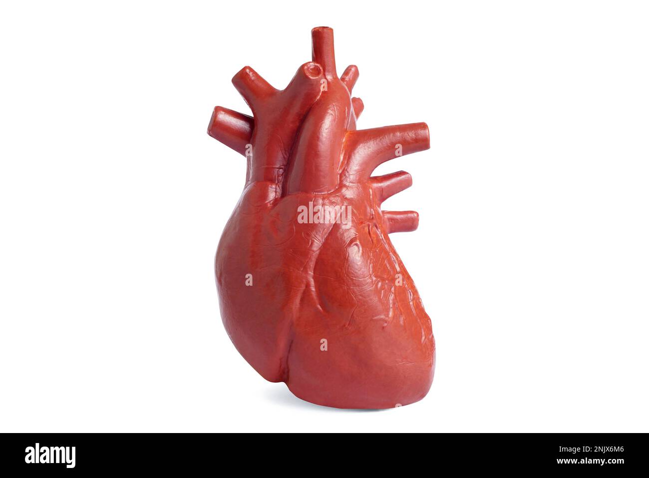 Modello anatomicamente corretto del cuore umano isolato su sfondo bianco. Insegnamento medico con modelli di giocattoli. Foto Stock