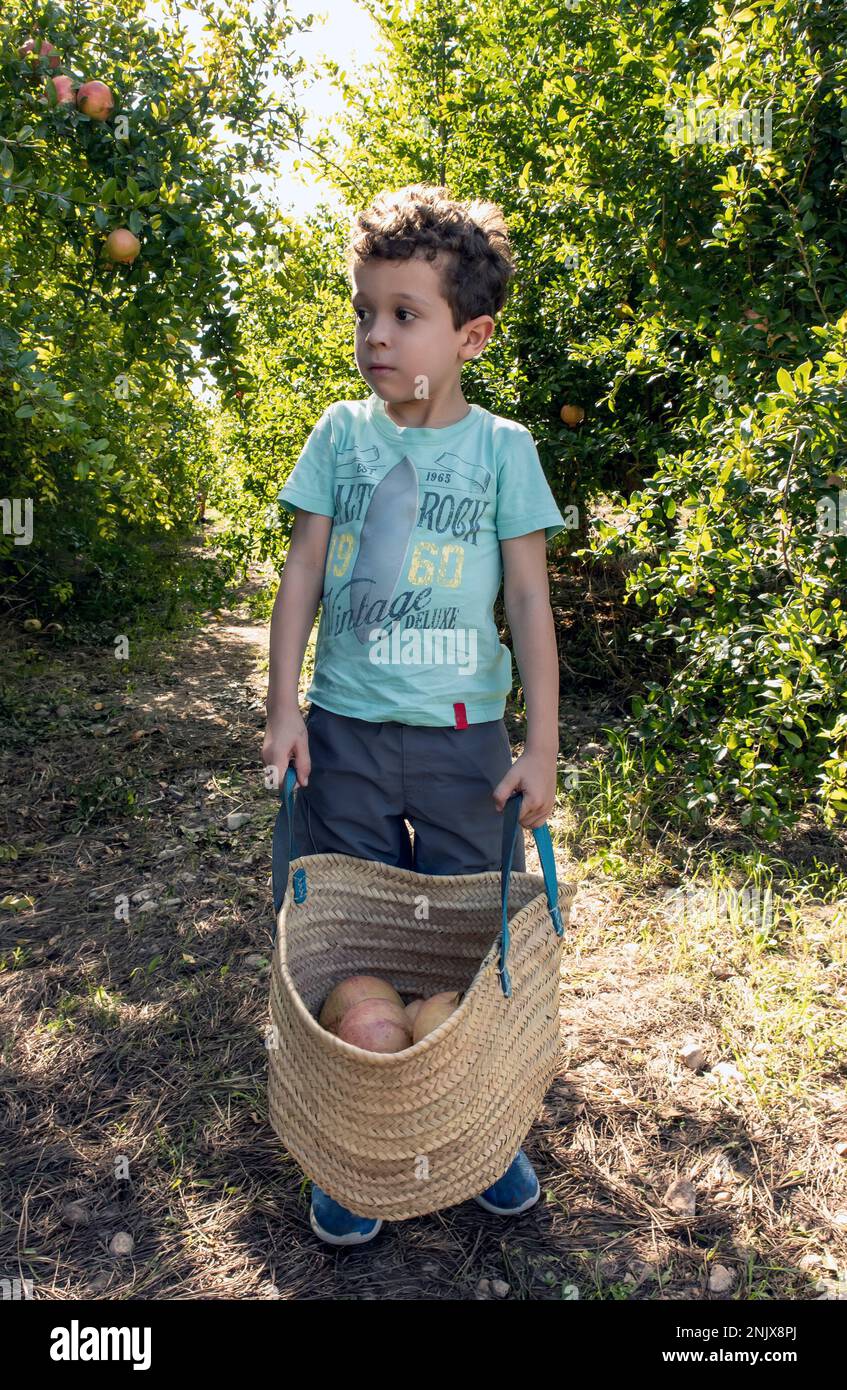La generosità della natura. Un bambino che raccogliendo frutti dal campo Foto Stock
