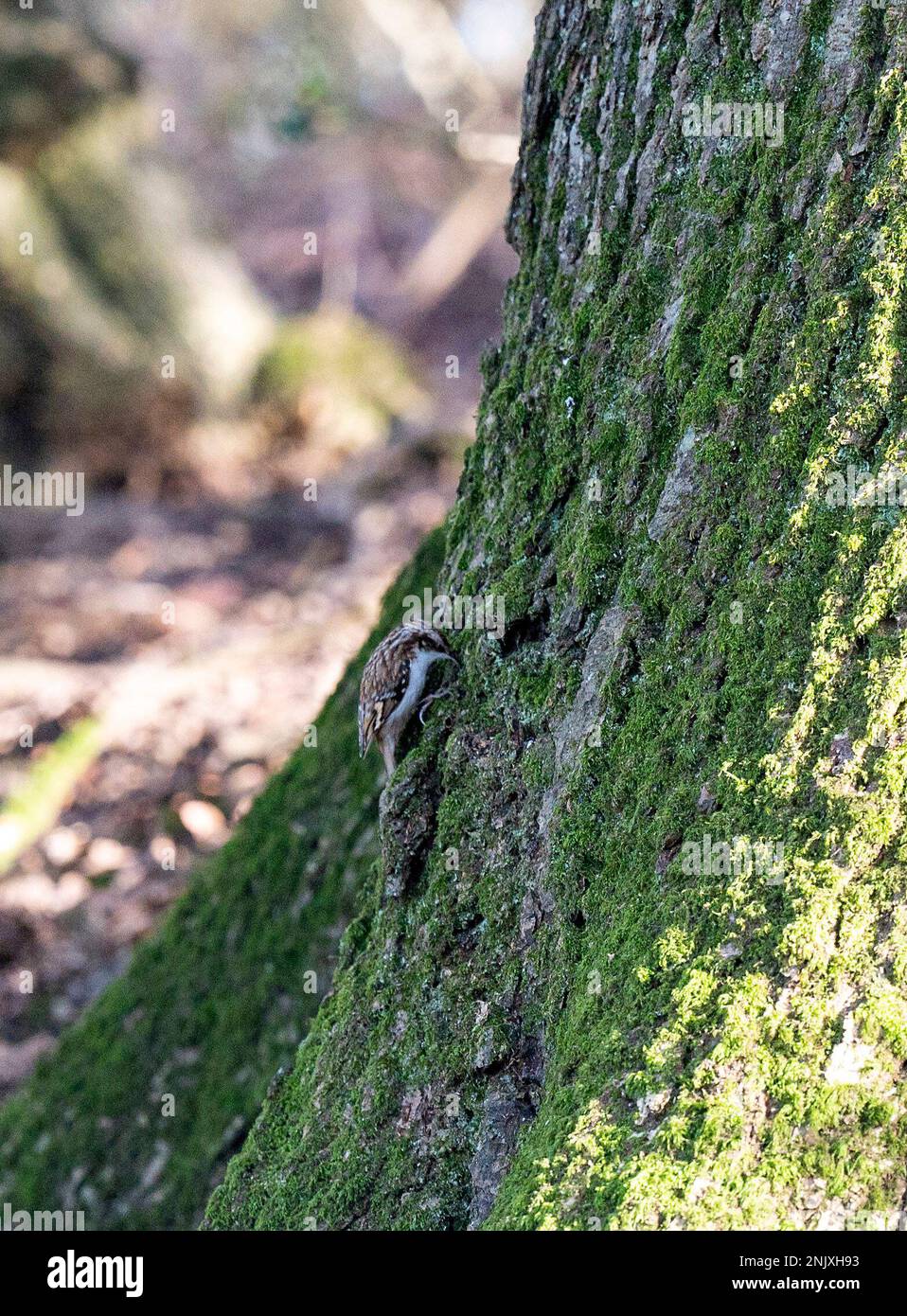 Un Treecreeper Certhia familiaris in un albero a Pulborough Brooks Nature Reserve vista Regno Unito Foto Stock