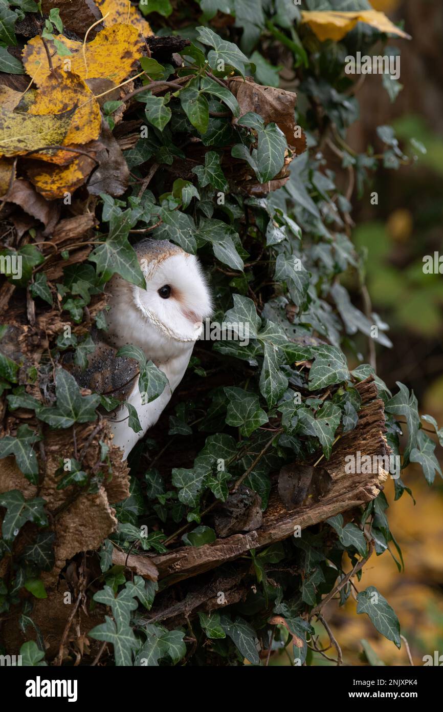 Capannone: Tyto alba. Uccello prigioniero, condizioni controllate. Hampshire, Regno Unito Foto Stock