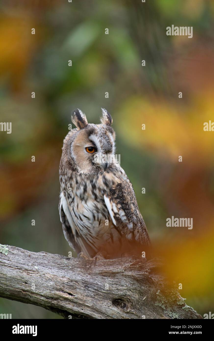 Gufo dalle orecchie lunghe: ASIO otus. Tra il fogliame autunnale. Uccello prigioniero, condizioni controllate. Hampshire, Regno Unito Foto Stock