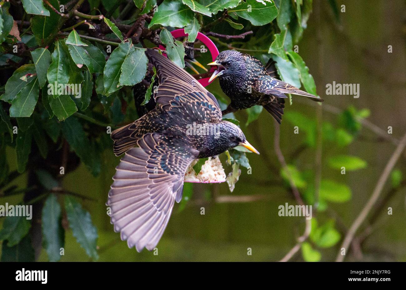 Brighton UK 23rd Febbraio 2023 - Starlings (Sturnus vulgaris) squabble sopra il cibo su un alimentatore di uccelli da giardino a Brighton in un giorno grigio d'inverno opaco : Credit Simon Dack / Alamy Live News Foto Stock