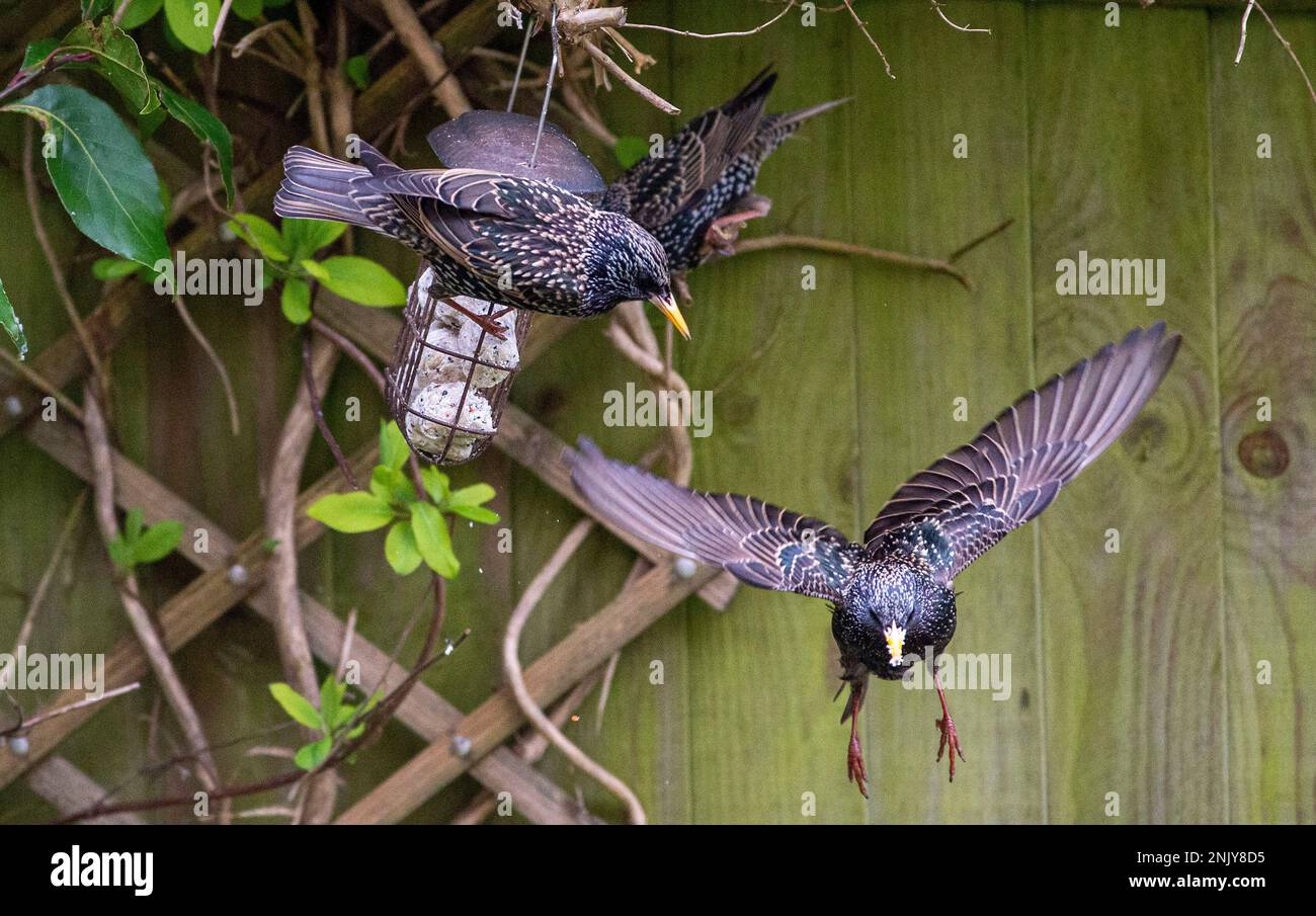 Brighton UK 23rd Febbraio 2023 - Starlings (Sturnus vulgaris) squabble sopra il cibo su un alimentatore di uccelli da giardino a Brighton in un giorno grigio d'inverno opaco : Credit Simon Dack / Alamy Live News Foto Stock