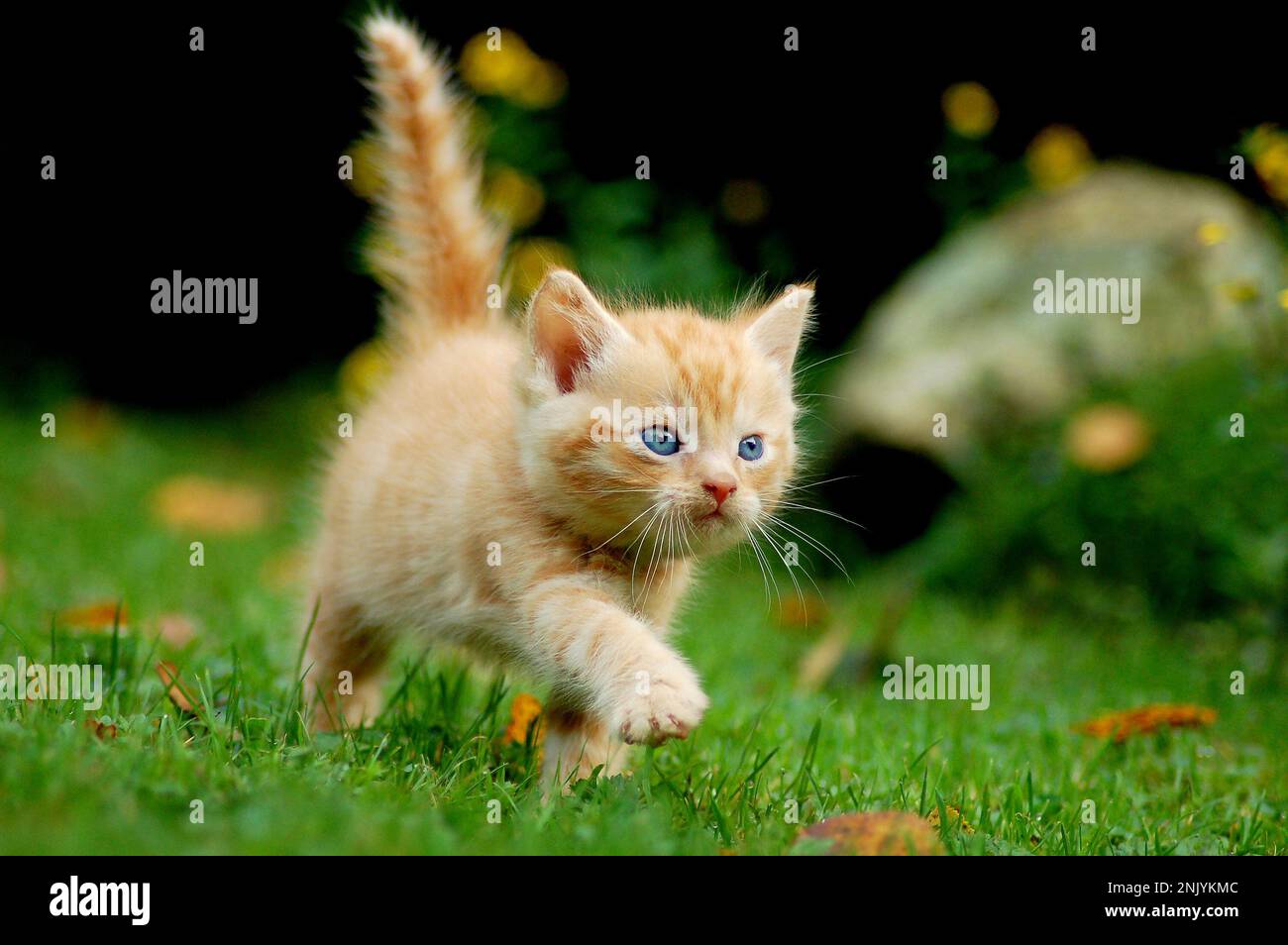 carino gatto rosso in giardino. Il piccolo gattino corrono su prati e meows Foto Stock