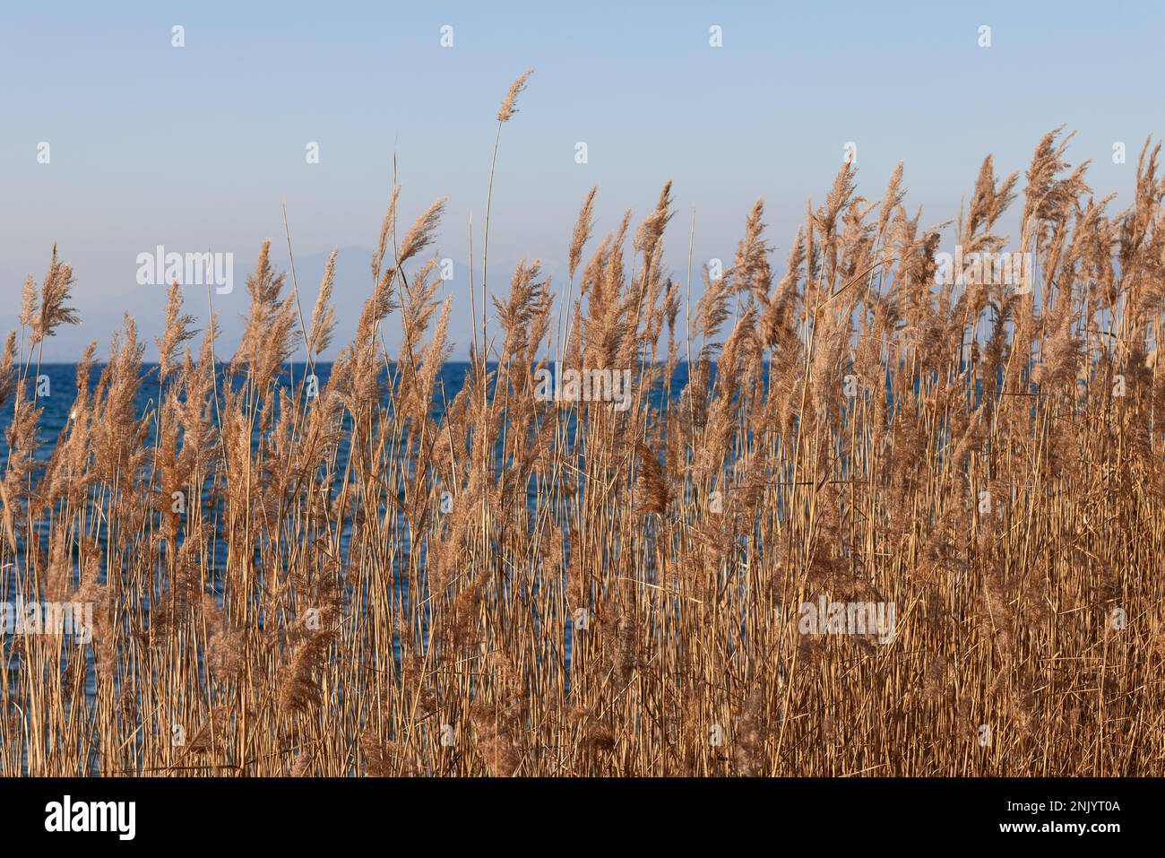 Canne secche sulle rive del Lago di Garda. Lombardia, Italia Foto Stock