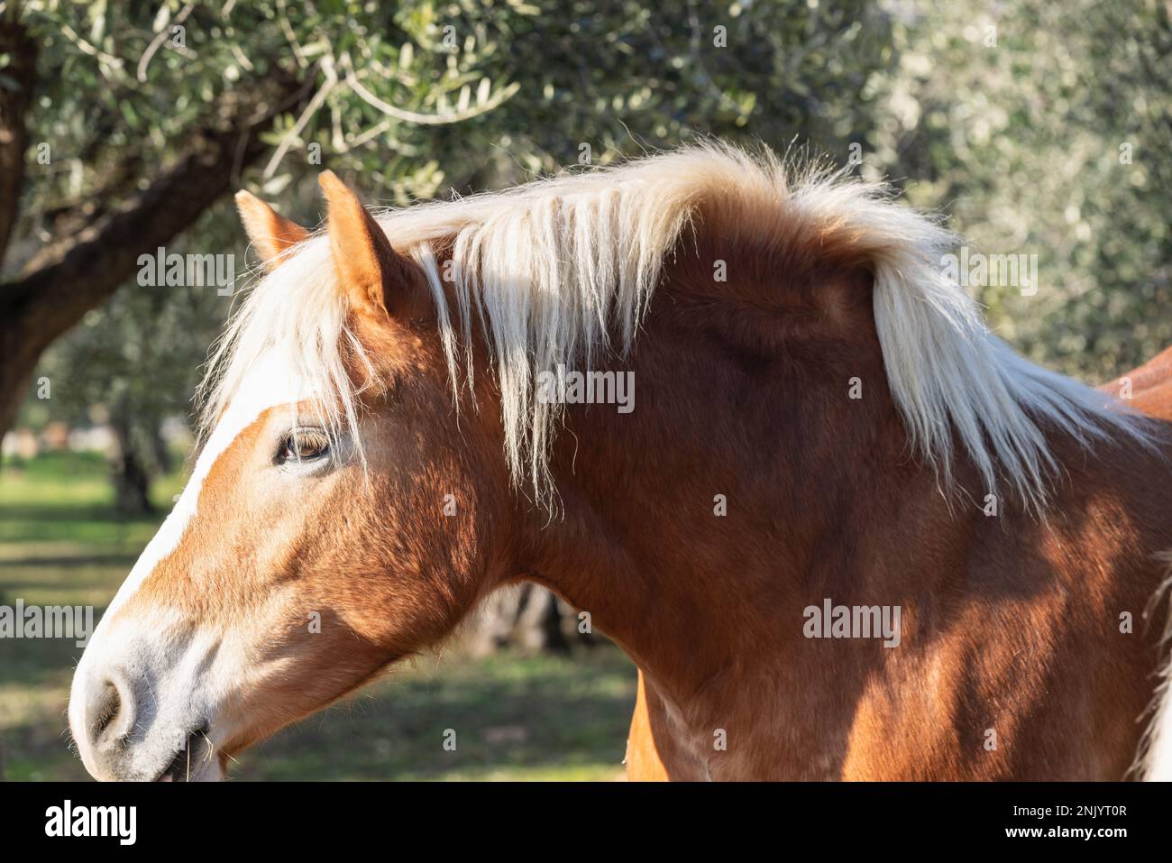 Ritratto di un cavallo Highlander rosso con una criniera bianca sullo sfondo di un oliveto verde Foto Stock Ritratto di un cavallo Highlander rosso con una criniera bianca sullo sfondo di un oliveto verde Foto Stock