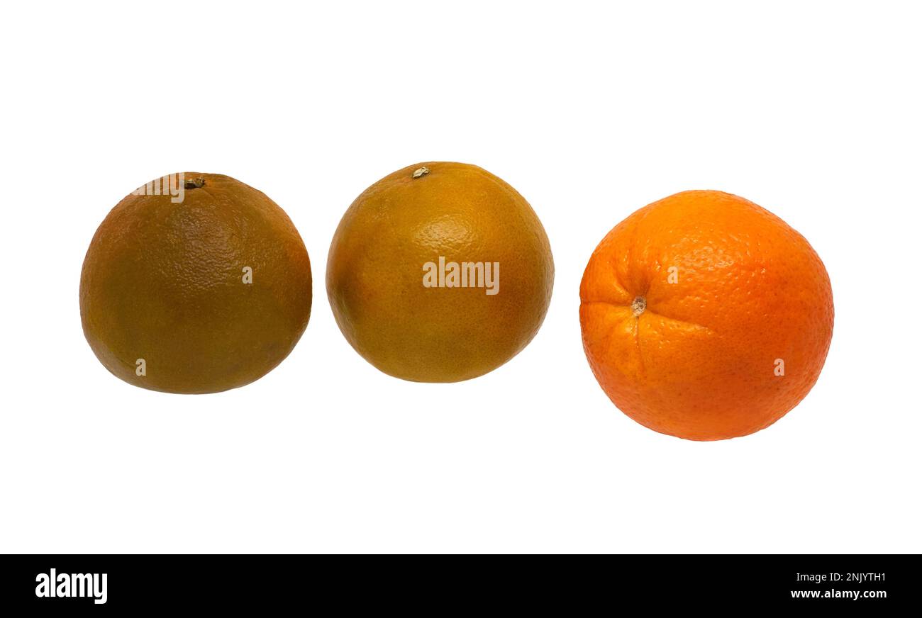 Immagine di tre frutti di arance mature di diverse varietà su sfondo bianco Foto Stock