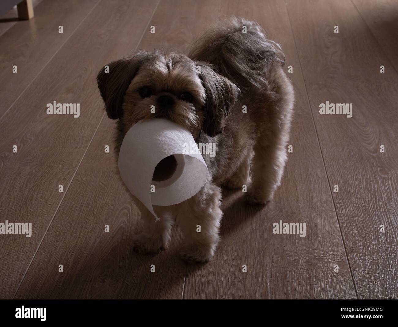 foto di un cane che cammina sul pavimento tenendo una carta igienica bianca nei denti Foto Stock