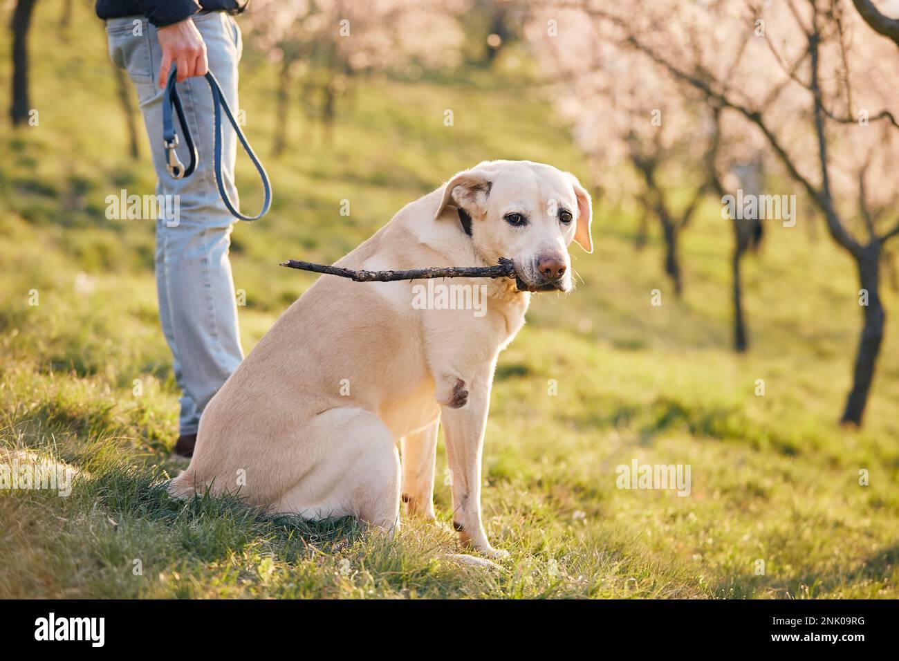 Uomo con cane nel parco pubblico in fiore durante il giorno di primavera. Il proprietario dell'animale domestico che tiene il guinzaglio in mano ed il suo retriver felice del labrador con il bastone mentre osserva ca Foto Stock