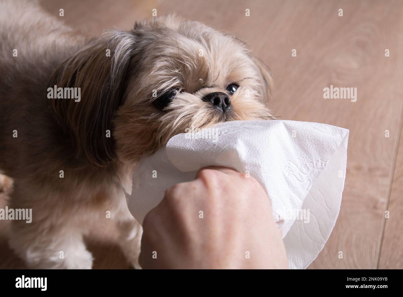foto di una piccola razza di cane che tiene carta igienica nei suoi denti Foto Stock