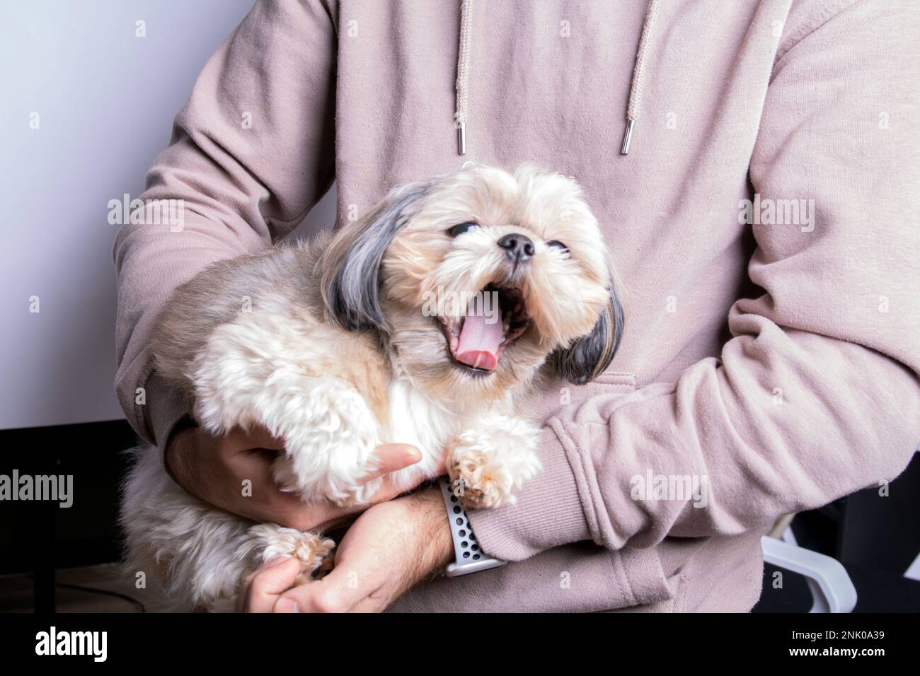 foto di una piccola razza di cane seduto sulle braccia di un uomo e sbadigliando Foto Stock