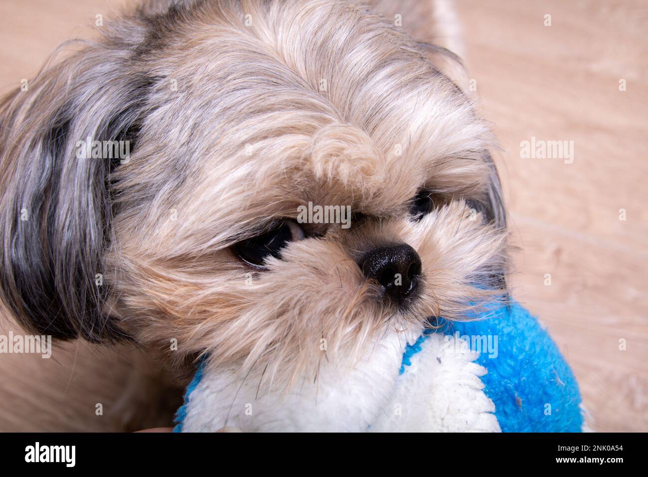 Foto Shih Tzu, un piccolo cane di razza, sta tenendo un giocattolo nei suoi denti Foto Stock