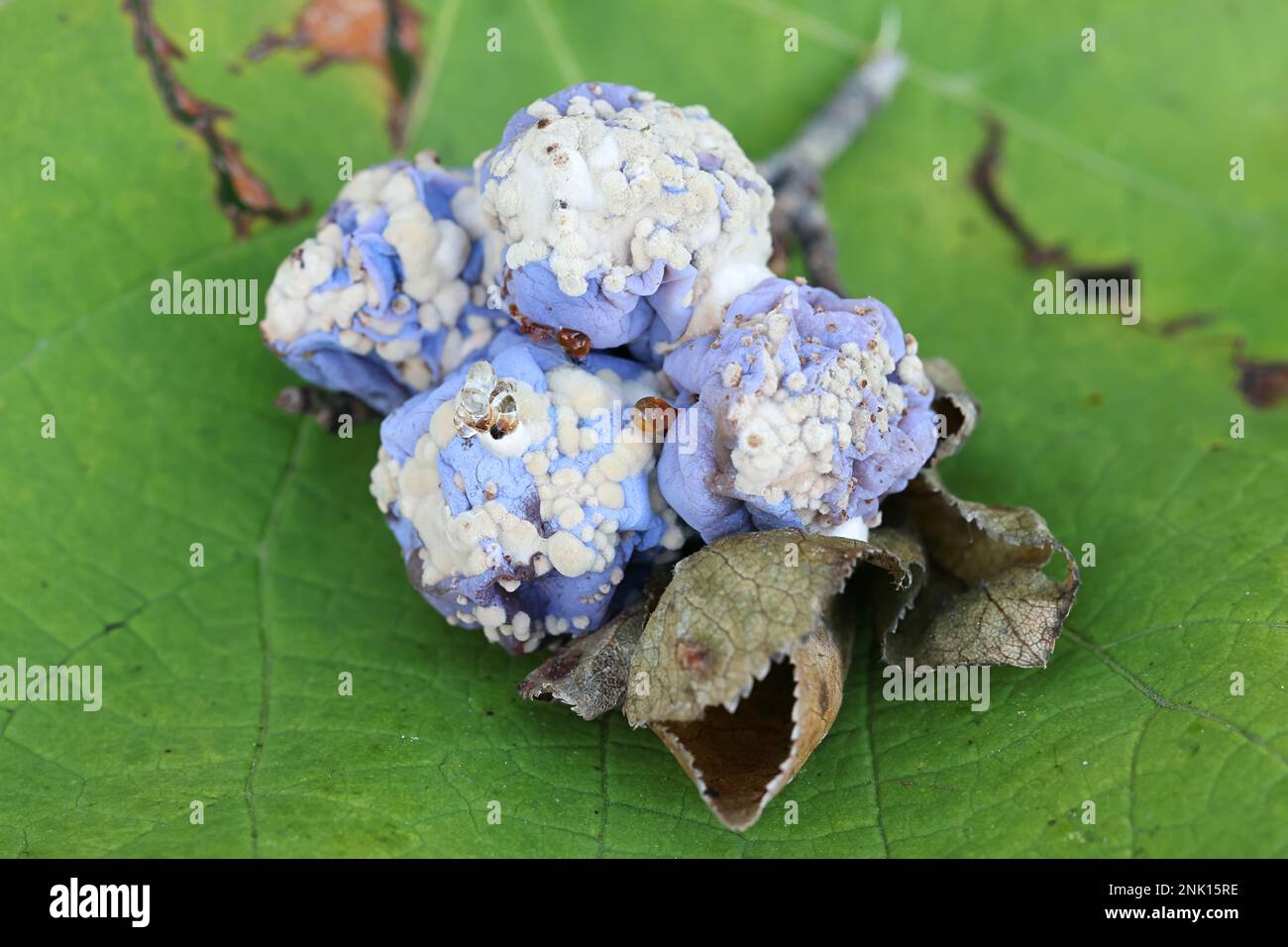 Monilinia fruttigena, un patogeno della pianta che causa la malattia di blossom del marciume bruno sulle prugne di damson, Prunus domestica subsp. insistitia Foto Stock