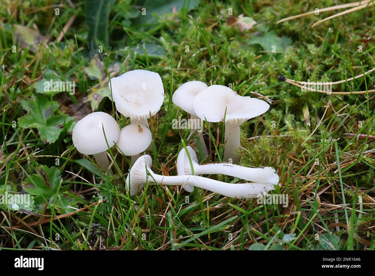 Cuphophyllus virgineus, conosciuto come il cappuccio di cera nevoso, fungo selvatico dalla Finlandia Foto Stock