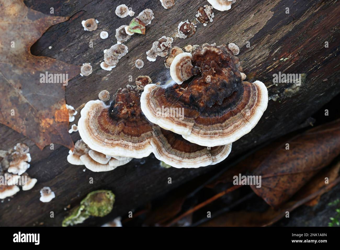 Trametes versicolor, comunemente chiamato tacchino coda o turkeytail, fungo staffa dalla Finlandia Foto Stock