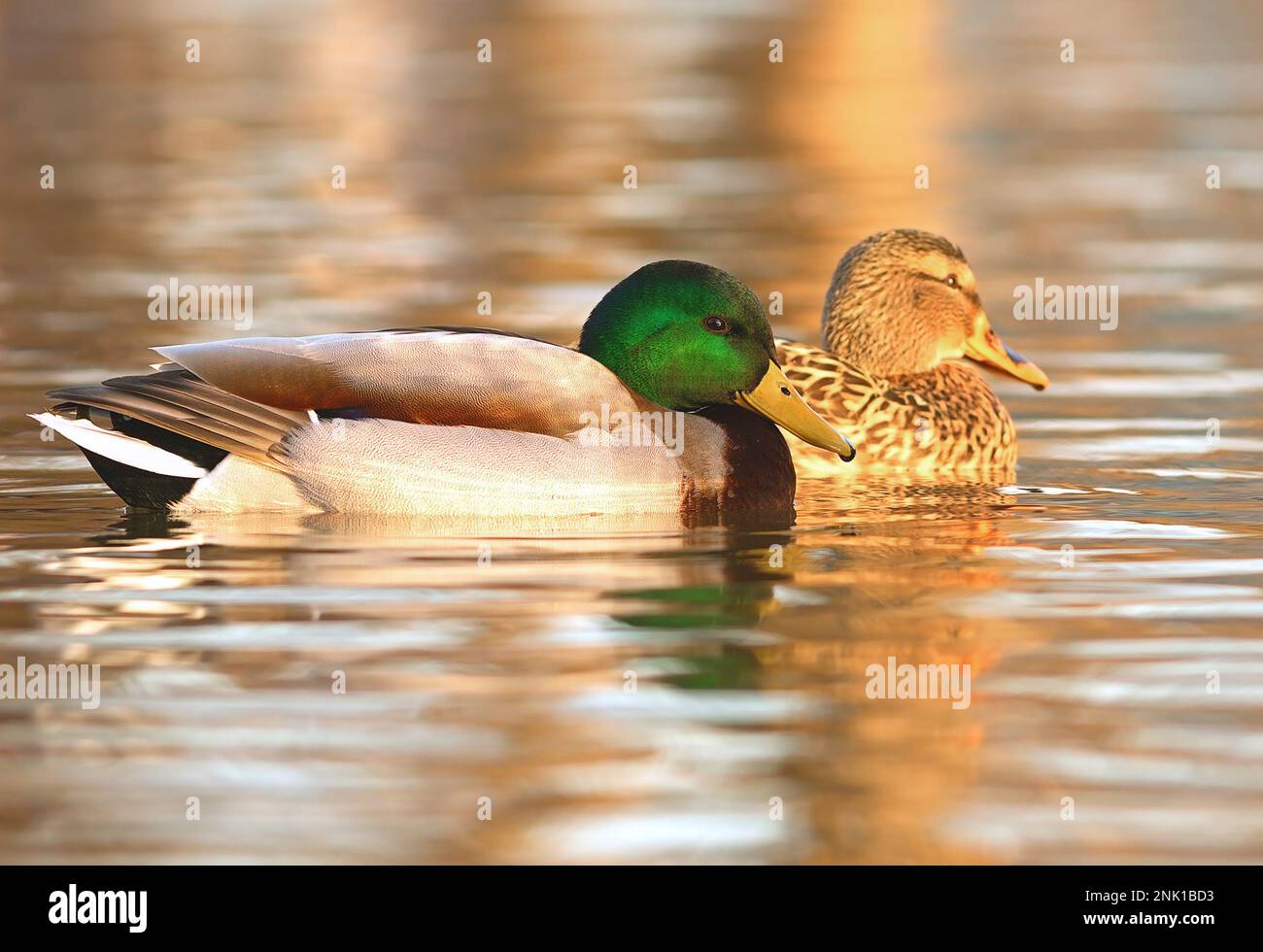 mallard anatre coppia nuoto insieme su uno stagno (Anas platyrhynchos) Foto Stock