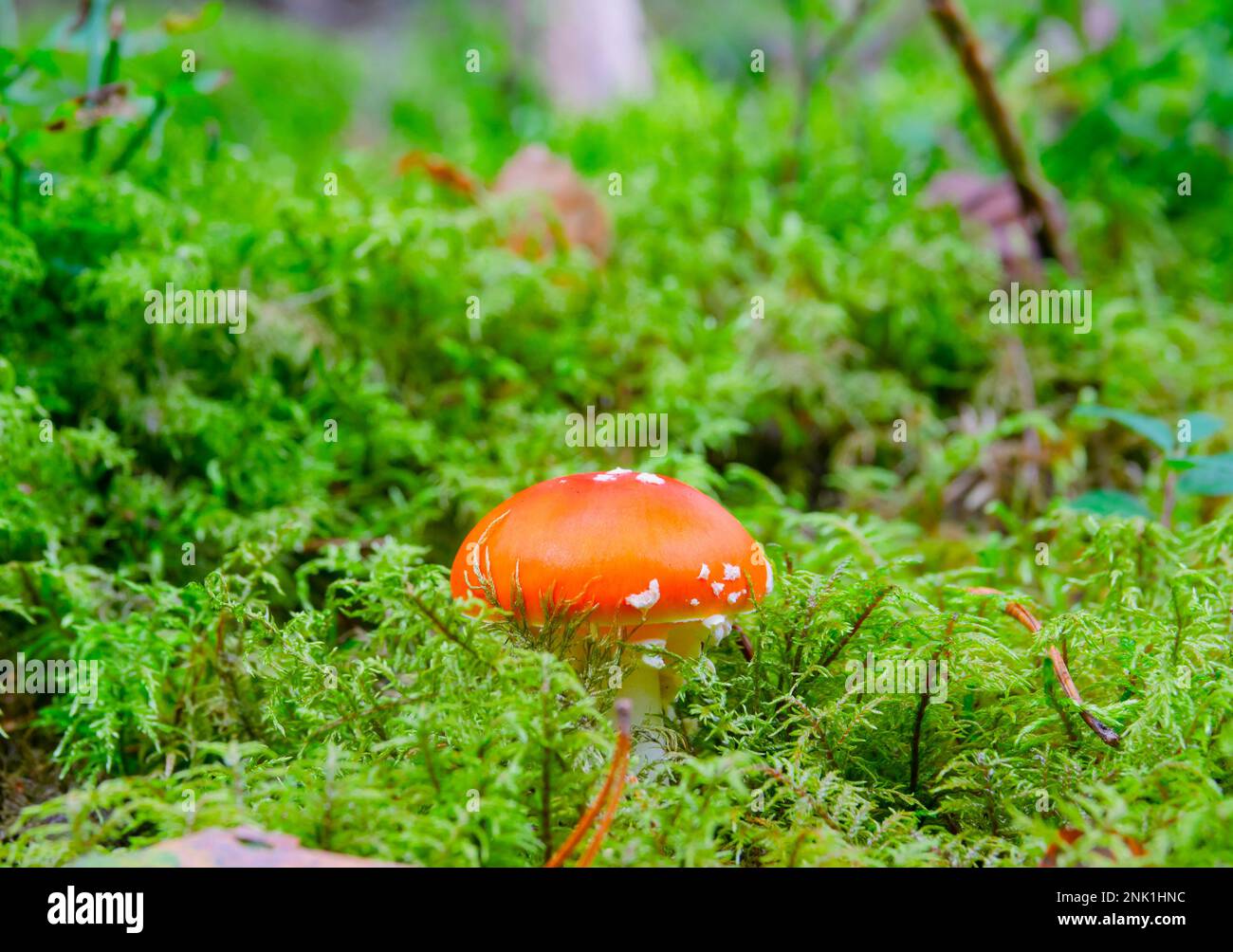 Rosso mosca agarico in muschio nella foresta autunnale Foto Stock