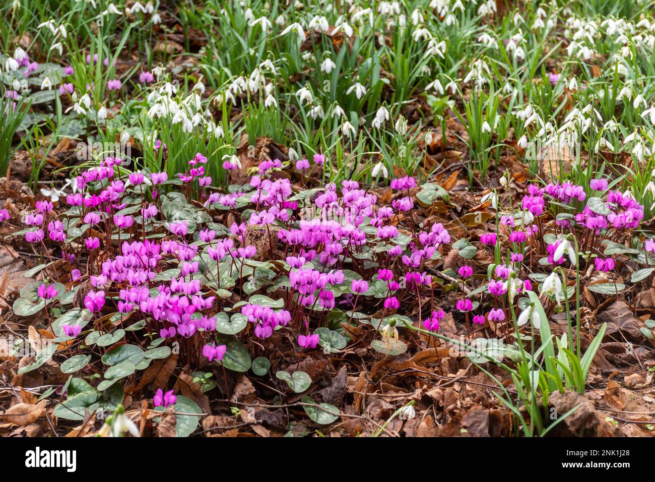 Nevicate che crescono con ciclamini rosa nei giardini della tenuta di campagna Kingston Lacy a Dorset, Inghilterra, Regno Unito, nel mese di febbraio Foto Stock