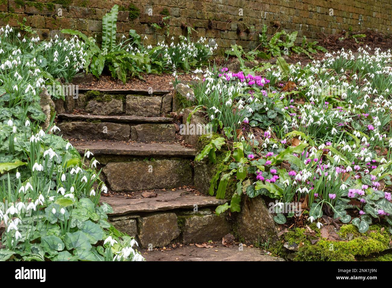 Nevicate che crescono con ciclamini rosa nei giardini della tenuta di campagna Kingston Lacy a Dorset, Inghilterra, Regno Unito, nel mese di febbraio Foto Stock
