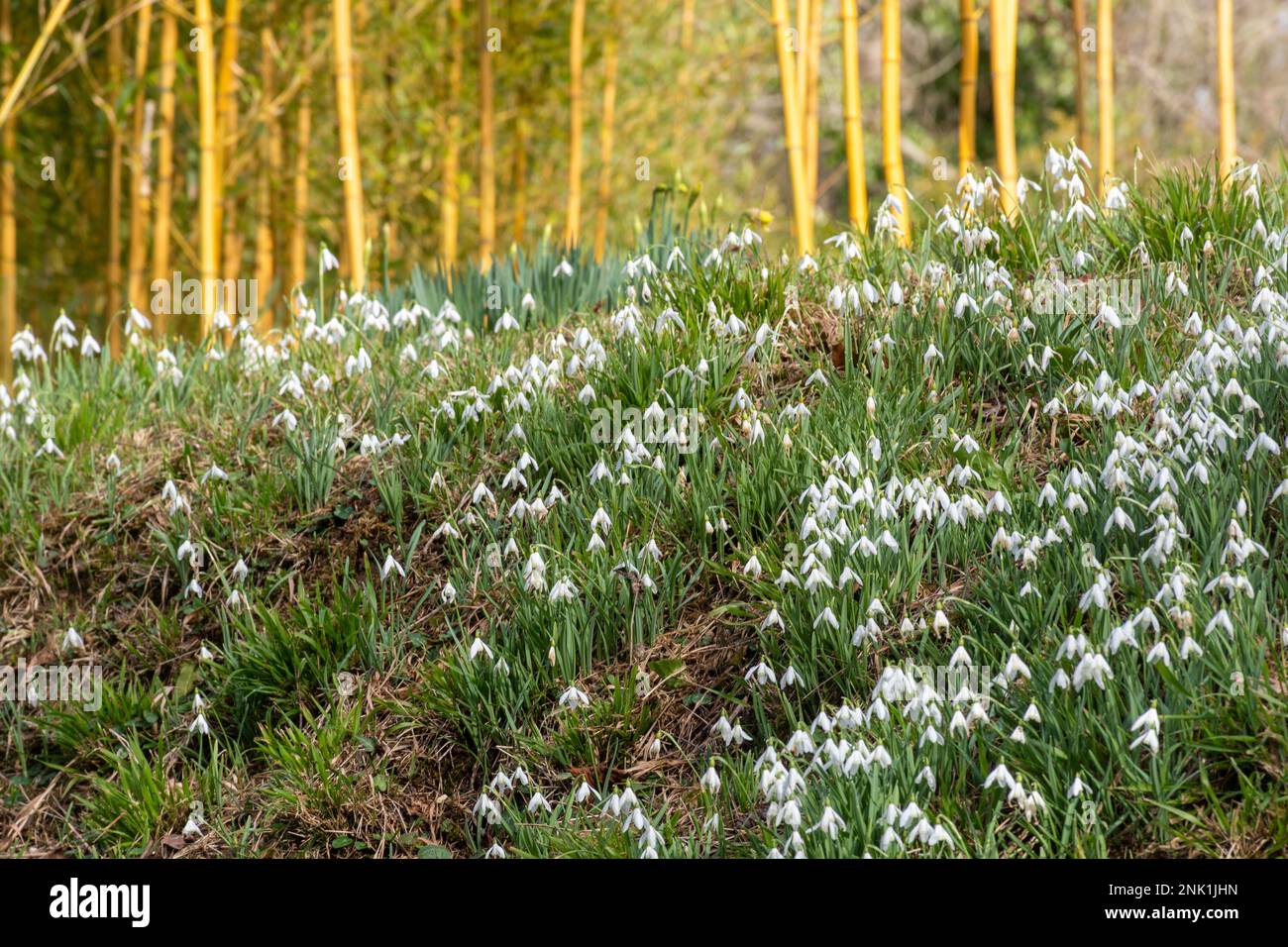 Gocce di neve e bambù colorato nei giardini della tenuta di campagna di Kingston Lacy a Dorset, Inghilterra, Regno Unito, nel mese di febbraio Foto Stock