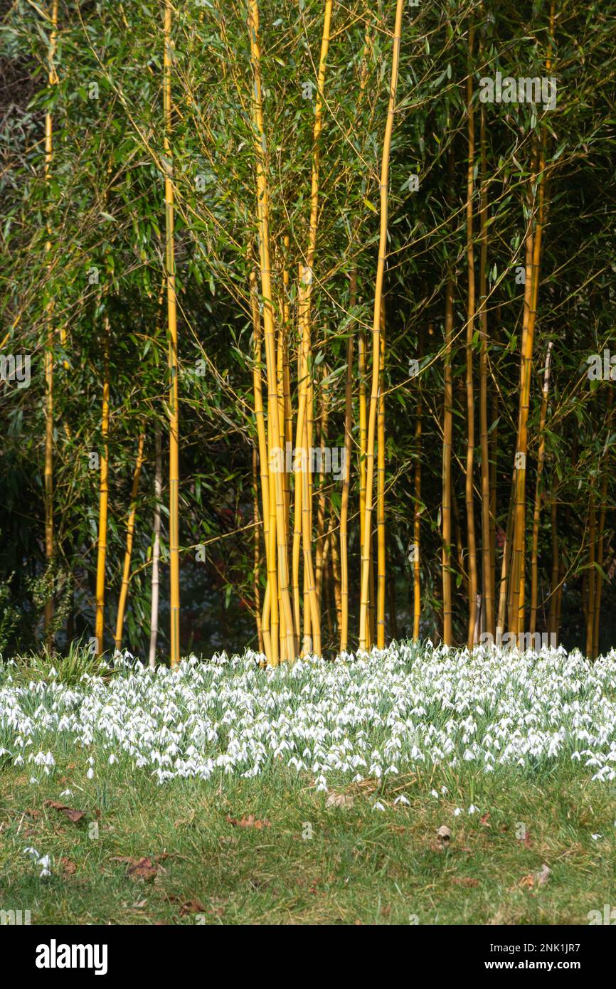 Gocce di neve e bambù colorato nei giardini della tenuta di campagna di Kingston Lacy a Dorset, Inghilterra, Regno Unito, nel mese di febbraio Foto Stock