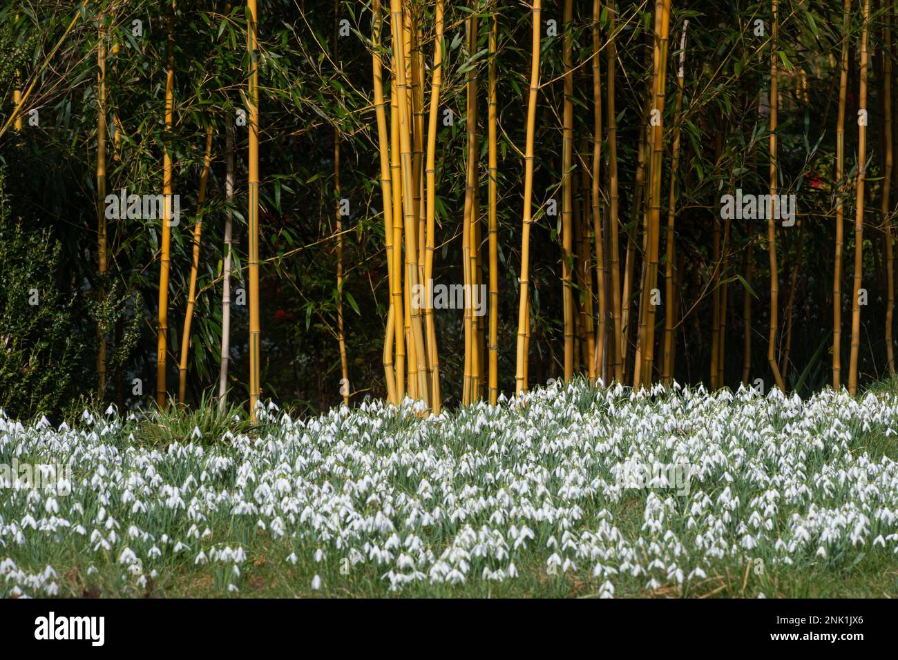 Gocce di neve e bambù colorato nei giardini della tenuta di campagna di Kingston Lacy a Dorset, Inghilterra, Regno Unito, nel mese di febbraio Foto Stock
